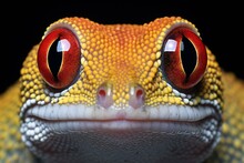 Close-up Portrait Of A Leopard Gecko On A Black Background