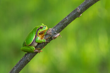 Wall Mural - Hyla arborea - Green tree frog on a stalk. The background is green. The photo has a nice bokeh. Wild photo