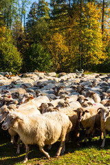 Wall Mural - Traditional sheep pasture in Pieniny mountains in Poland. Last days of sheep grazing in autumn