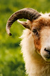 Drenthe Heath Sheep (Drentse Heideschaap)