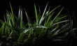 Grass with drops of dew on a dark background.