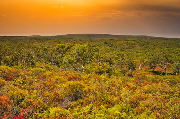 Wall Mural - Fiery sunset over the indigenous coastal vegetation of the mid-western coast of Western Australia. Hilly wilderness with low shrubs and trees