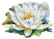 Nymphaea alba, the white waterlily, European white water lily, or white nenuphar is an aquatic flowering plant. Watercolor illustration