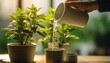Indoor Plant Maintenance. Watering a Green Plant in a Pot in a Home Office. A person is watering a small green plant in a pot on a wooden desk in a home office. The plant pots are real and natural
