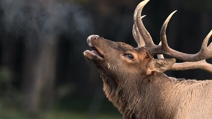 Wall Mural - A Bull Elk During the Rut in the Rocky Mountains