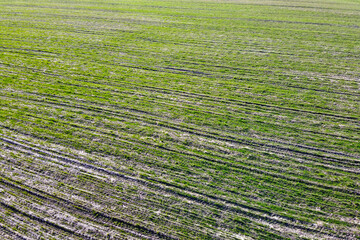 Wall Mural - Cereal shoots on a farm field, aerial view. Sprouts in the field as a background.