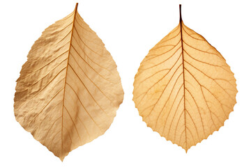 photography of two dried leaf isolated on a transparent background