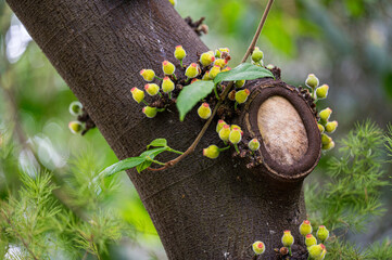 Wall Mural - Green flowers of the Moraceae Ficus ulmifolia tree