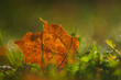 Colorful autumn leaf in the grass in sunny morning. Gold brown leaf in green grass on irradiated blurred background.