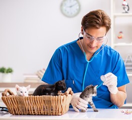 Wall Mural - Vet doctor examining kittens in animal hospital