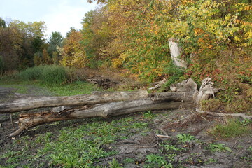 Wall Mural - A fallen tree in a forest