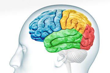 Wall Mural - cerebral cortex lobes in color profile view with body isolated on white background accurate 3d rende