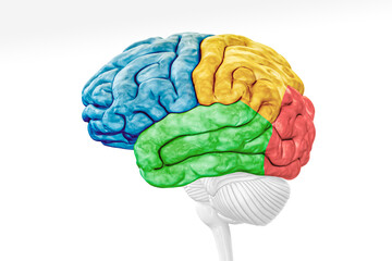 Wall Mural - cerebral cortex lobes in color profile view isolated on white background accurate 3d rendering illus