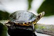 Gelbbauch Schmuckschildkröte, Schildkröte auf dem Holzstamm