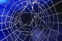 Spiders Web And Morning Dew, Blue Blurred Background