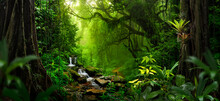 Tropical Rain Forest With River