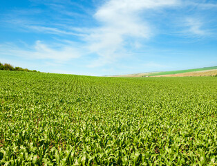 Wall Mural - Green field with corn. Blue cloudy sky. Agricultural landscape.