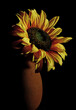 artificial sunflower in a vase on a dark background. Still life photography with low key. Women's day,mother's day,valentine's day