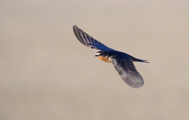 Wall Mural - Cliff swallow (Petrochelidon pyrrhonota) flying during fall migration, Galveston, Texas, USA.