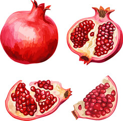 Poster - Pomegranates watercolor elements. Slices pomegranate, juicy seasonal fruit with seeds, full and cut. Isolated fresh fruits vector set