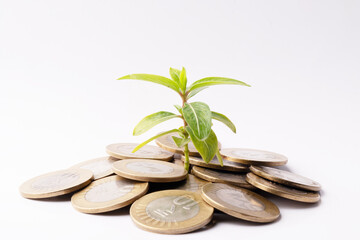 Wall Mural - Indian currency coin with plant on white background