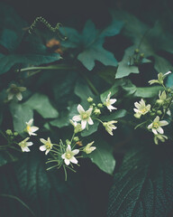  Flower Moody Green macro. High quality photo