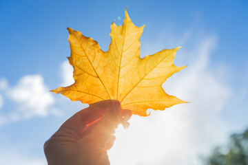 Wall Mural - Bright yellow maple leaf in hands with a clear blue sky on background. Warm autumn day in the park.