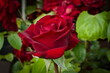 Kwitnąca róża wielkokwiatowa odmiana Ingrid Bergman.