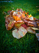 Kolorowe liście jesienią leżące na trawniku.