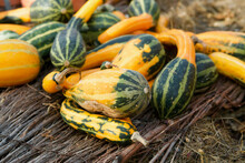 Harvest Of Decorative Striped Green And Yellow Ornamental Gourds Which Lies On The Ground In The Garden In Autumn. 