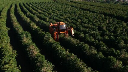 Wall Mural - Aerial view of coffee mechanized harvesting in Brazil.