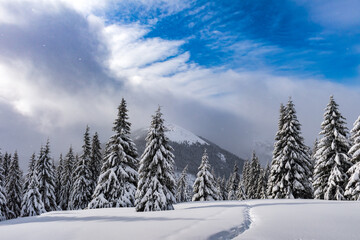 Wall Mural - Snow-laden conifers in a wintery mountain glade with a trail etched through the snow. Winter mountains landscape