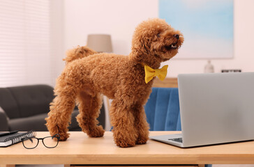 Wall Mural - Cute Maltipoo dog wearing yellow bow tie on desk near laptop in room. Lovely pet