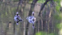 Greylag Geese (Anser Anser), Germany, Europe