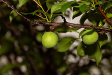 Green Plums Growing Organically On A Plum Tree In The Garden