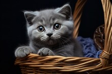 A Gray Kitten With Big, Green Eyes Sits In A Wicker Basket, Its Paws Outstretched And Its Tail Curled Around Itself.