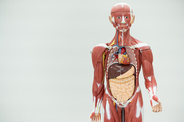 Wall Mural - Anatomy human body model isolated on white background.Part of human body model with organ system.Human abdominal model.Medical education concept.