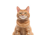 Fototapeta Koty - front view. close up of  portrait of  a ginger cat staring at  the camera, isolated on transparent background. 