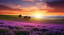 Beautiful Panorama Rural Landscape With Sunrise And Blossoming Meadow. Purple Flowers Flowering On Spring Field. Wild Flowers Blooming On Sunset. Summer Panoramic View