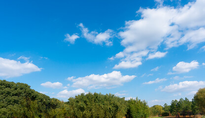 Wall Mural - low angle view of trees against blue sky
