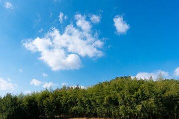 Wall Mural - low angle view of trees against blue sky