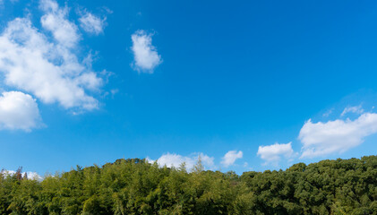 Wall Mural - low angle view of trees against blue sky