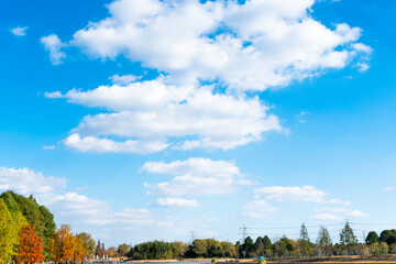 Wall Mural - low angle view of trees against blue sky