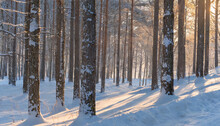 Winter Forest Shining In The Late Afternoon Sunset