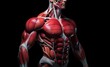 Human Body Anatomy with muscle maps isolated on black background. 3D Rendering, Fitness model with abs standing, top section cropped, front view, detailed muscles, AI Generated