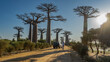 The famous alley of baobabs. Madagascar. A car is driving along a dirt road, a man is walking.  Tall majestic trees with thick trunks, fancy compact crowns against a clear blue sky. The sun is shining