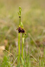 Eastern Spider Orchid (Ophrys Mammosa) In Natural Habitat