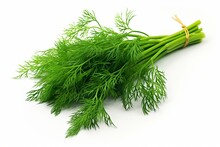 Isolated Branch With Green Dill Herb Leaves For Culinary Use. Generative AI