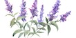 watercolor lavender flowers