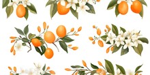 Orange Fruit Watercolor